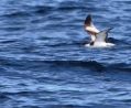 Buller's Shearwater